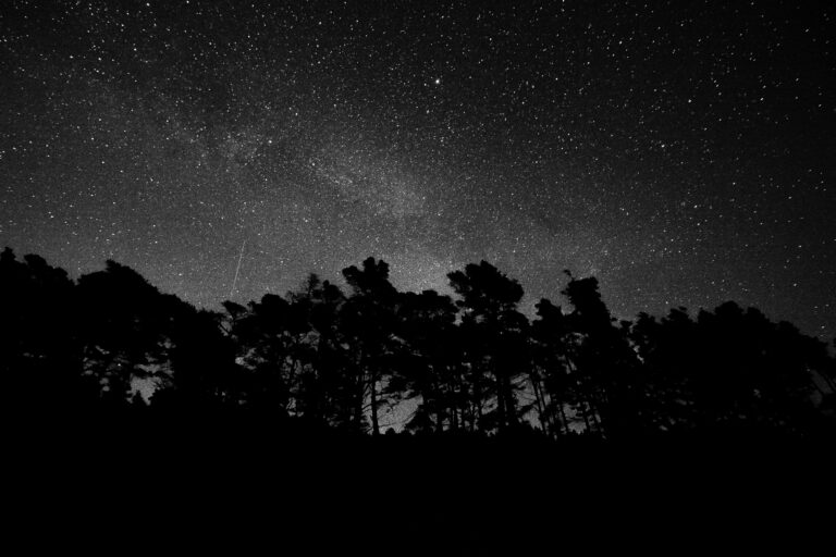 Background image of a dark forest and stars in the night sky.